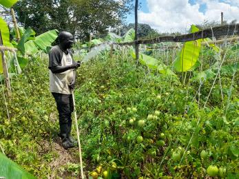 Man waters crops with solar powered pumped water.