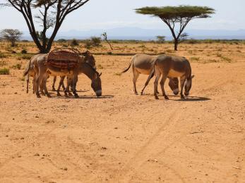 Pack animals in rangeland in kenya.