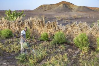 A person watering crops.